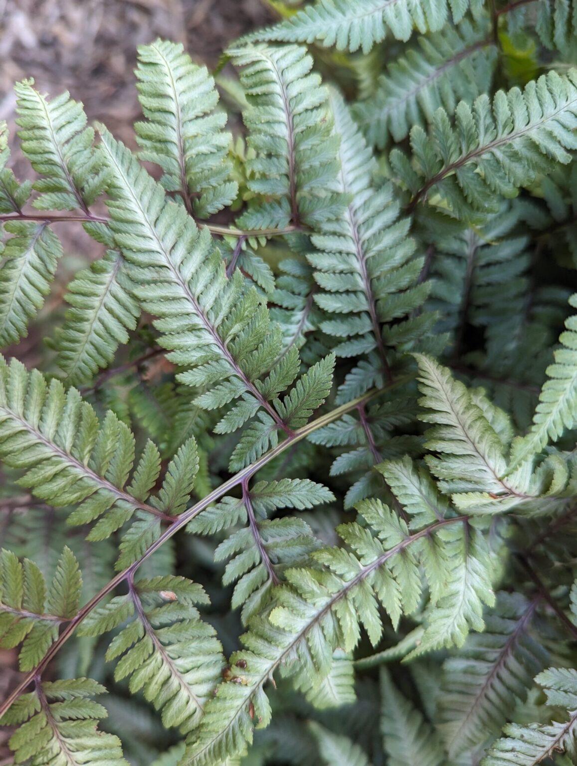 G2030 Fern Athyrium Niponicum Var  Pictum - View 14 from www redcrocus com