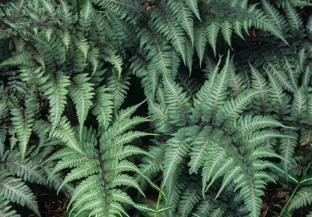 G2030 Fern Athyrium Niponicum Var  Pictum - View 17 from www redcrocus com
