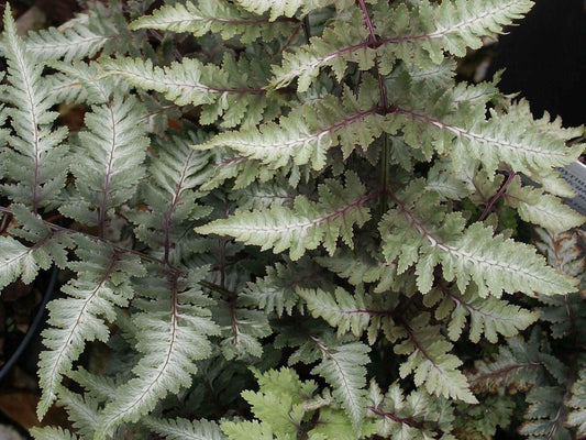 G2030 Fern Athyrium Niponicum Var  Pictum - View 1 from www redcrocus com