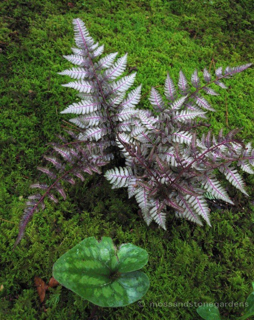 G2030 Fern Athyrium Niponicum Var  Pictum - View 5 from www redcrocus com