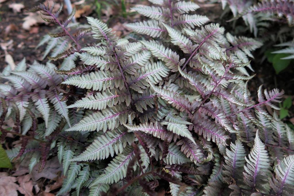 G2030 Fern Athyrium Niponicum Var  Pictum - View 6 from www redcrocus com