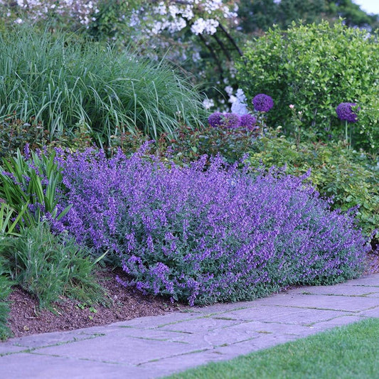 G204 Nepeta Racemosa Walker S Low 1 881b5d07 4dce 4977 A2af 448addce499b from www redcrocus com