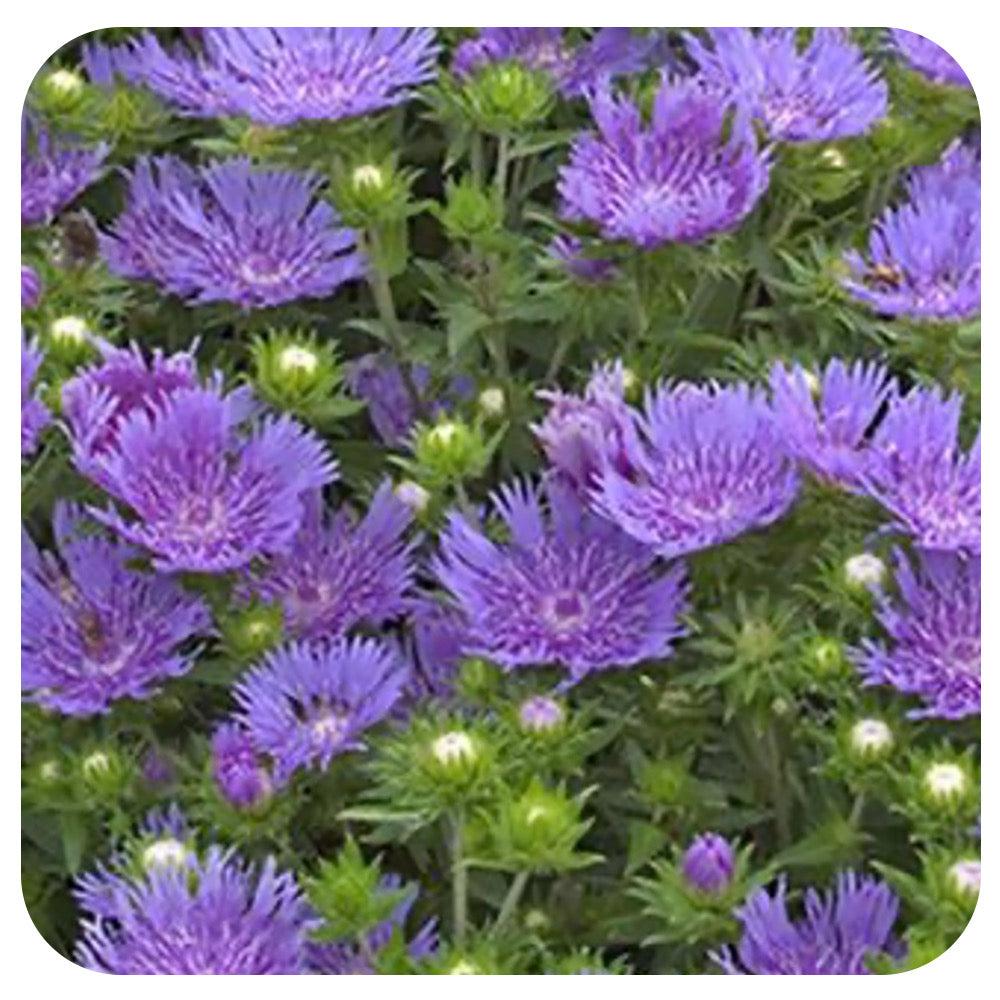G2067 Stokesia Laevis 'peachie's Pick' - View 10 from www redcrocus com