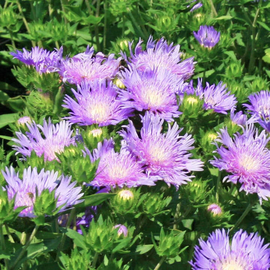 G2067 Stokesia Laevis 'peachie's Pick' - View 12 from www redcrocus com