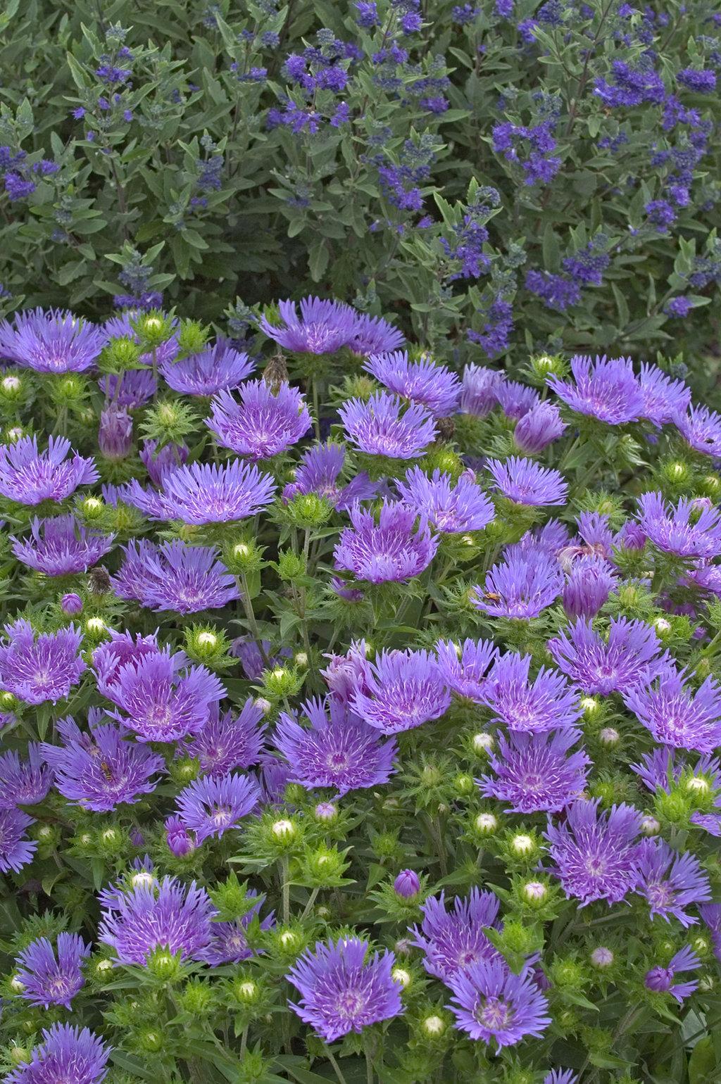 G2067 Stokesia Laevis 'peachie's Pick' - View 13 from www redcrocus com