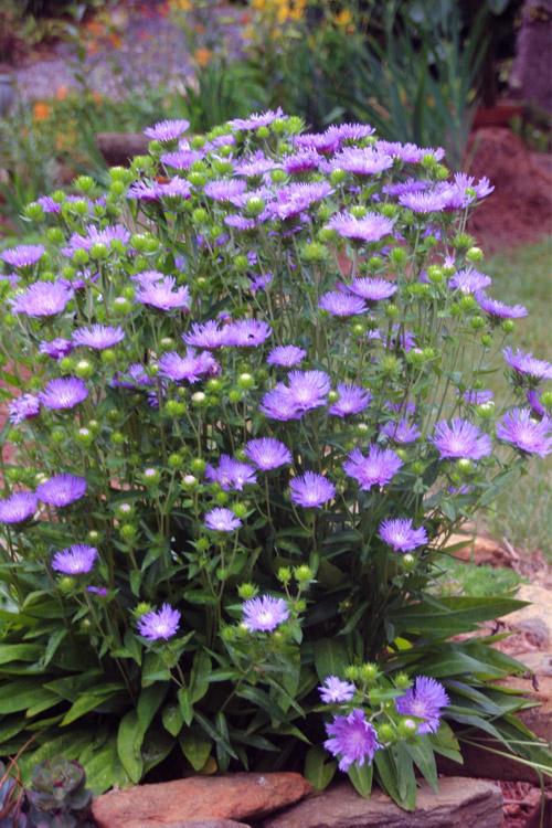 G2067 Stokesia Laevis 'peachie's Pick' - View 14 from www redcrocus com