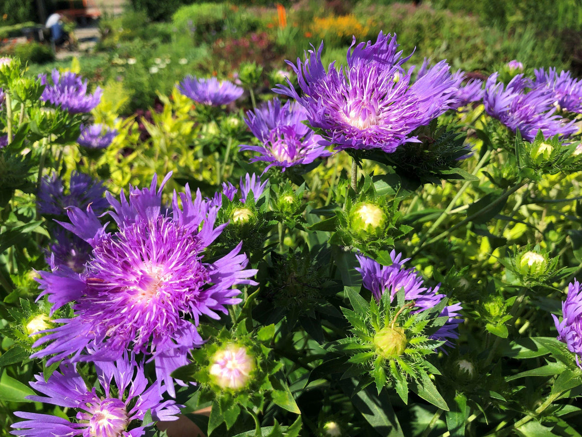 G2067 Stokesia Laevis 'peachie's Pick' - View 16 from www redcrocus com