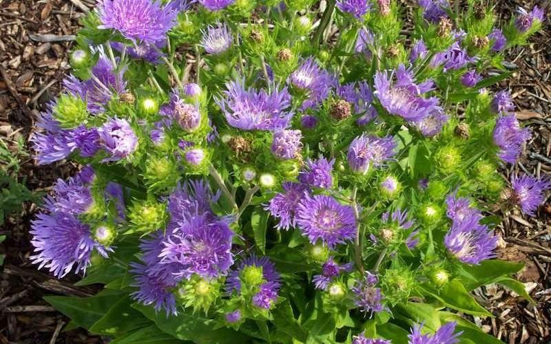 G2067 Stokesia Laevis 'peachie's Pick' - View 17 from www redcrocus com