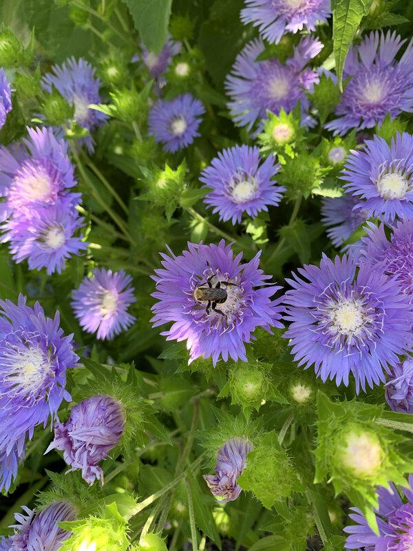 G2067 Stokesia Laevis 'peachie's Pick' - View 18 from www redcrocus com