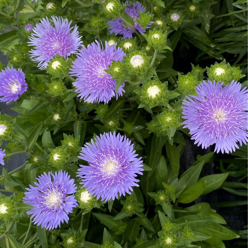 G2067 Stokesia Laevis 'peachie's Pick' - View 20 from www redcrocus com