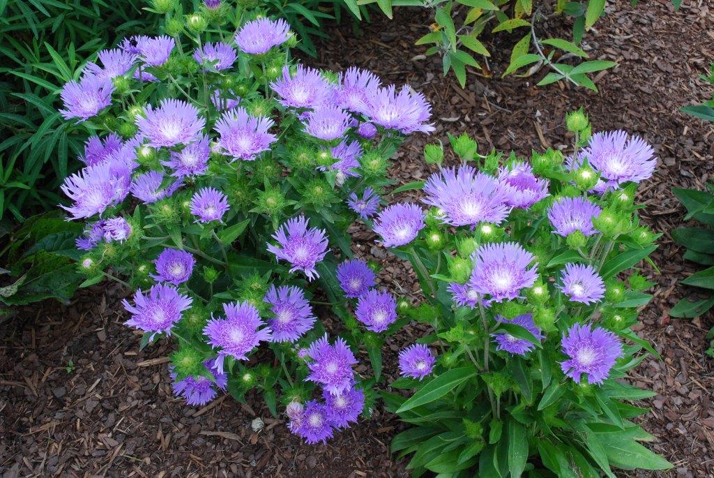 G2067 Stokesia Laevis 'peachie's Pick' - View 23 from www redcrocus com
