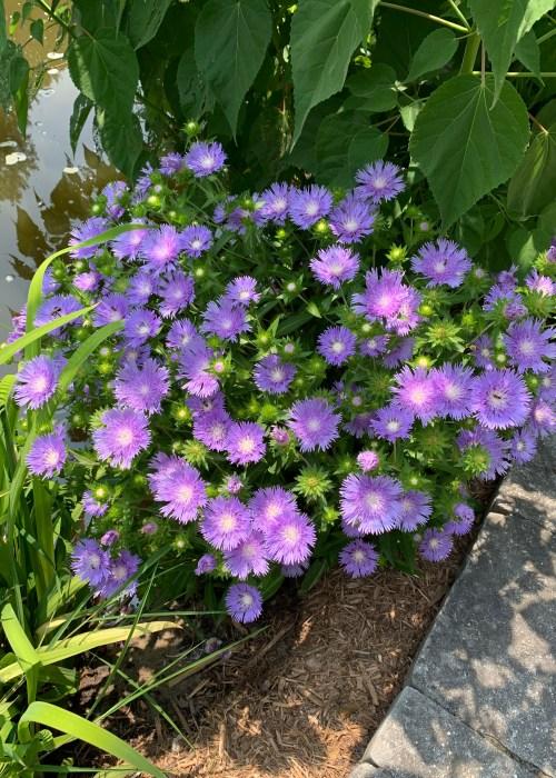 G2067 Stokesia Laevis 'peachie's Pick' - View 24 from www redcrocus com