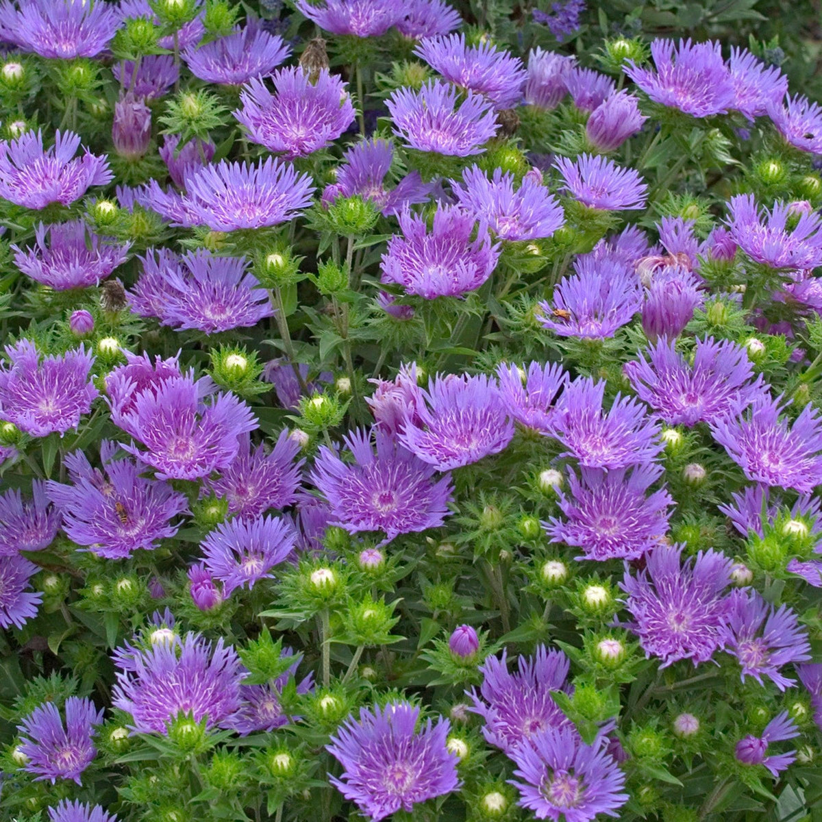 G2067 Stokesia Laevis 'peachie's Pick' - View 25 from www redcrocus com