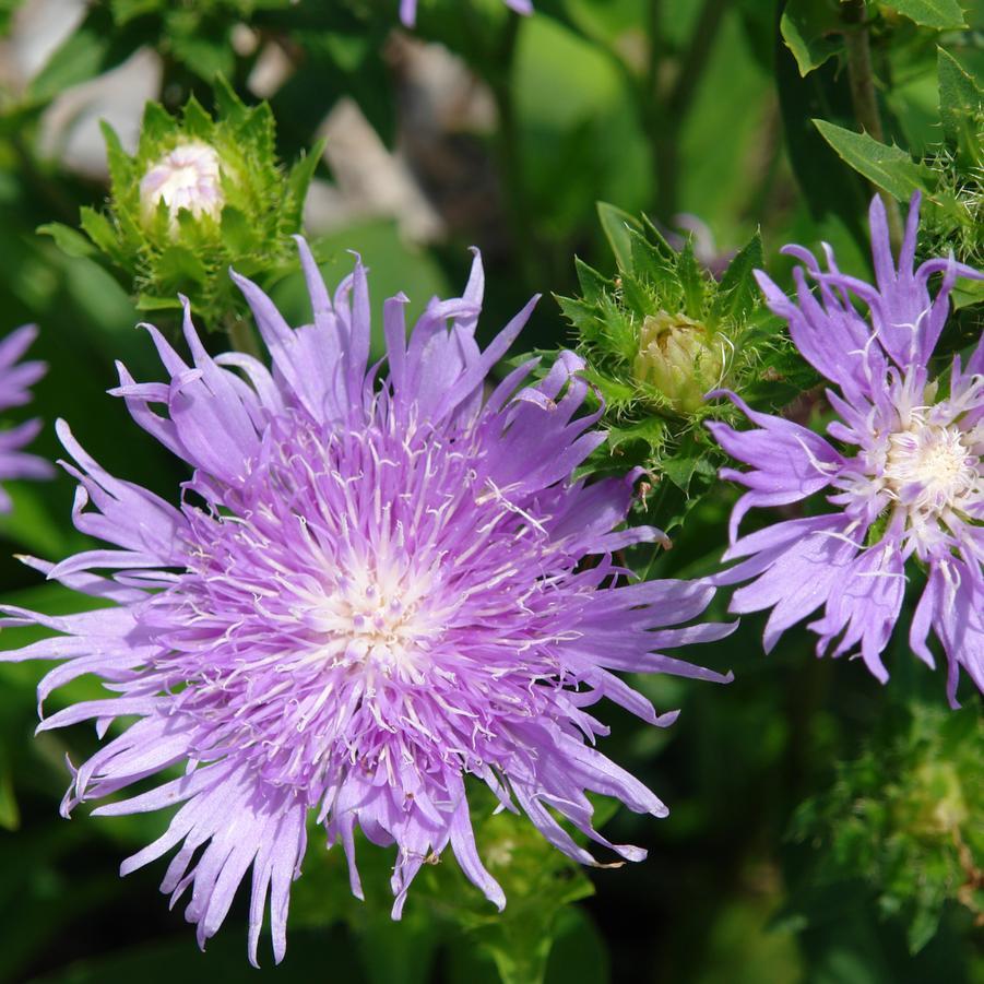 G2067 Stokesia Laevis 'peachie's Pick' - View 26 from www redcrocus com