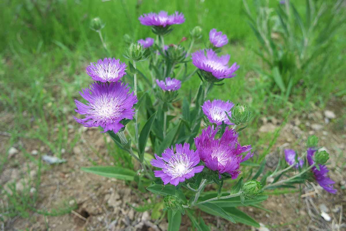 G2067 Stokesia Laevis 'peachie's Pick' - View 29 from www redcrocus com