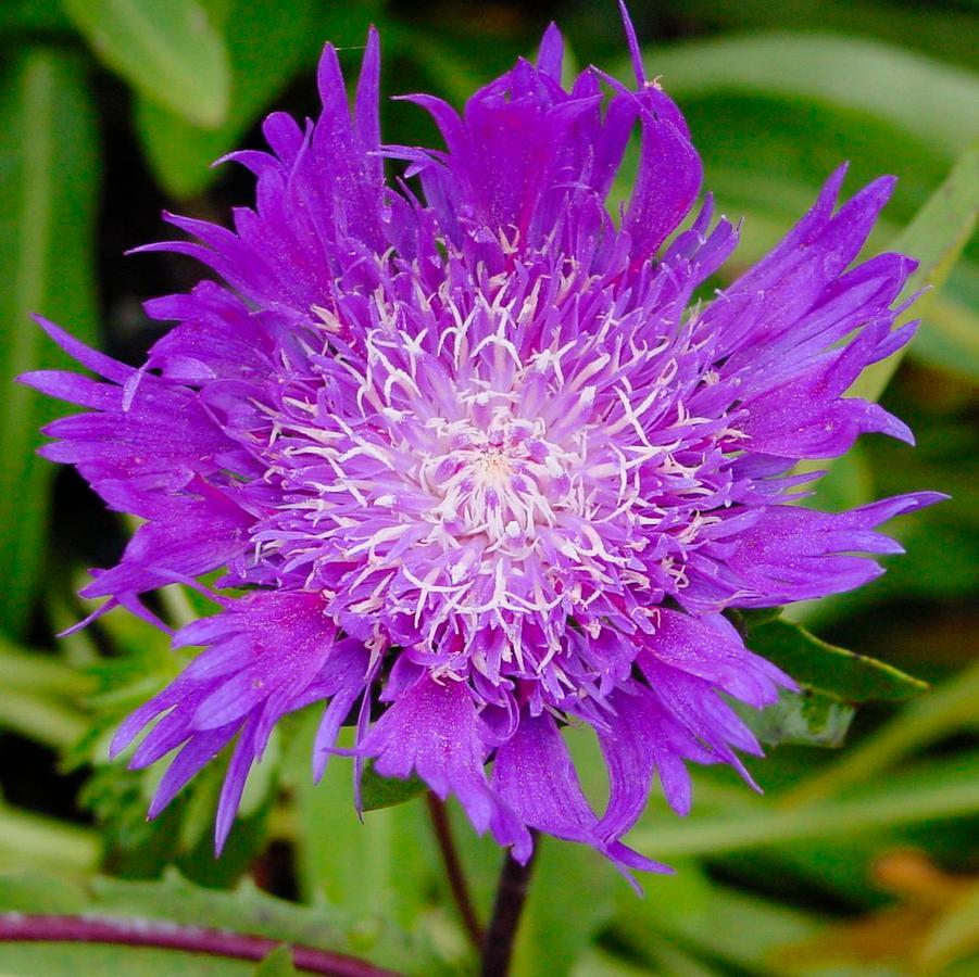 G2067 Stokesia Laevis 'peachie's Pick' - View 2 from www redcrocus com