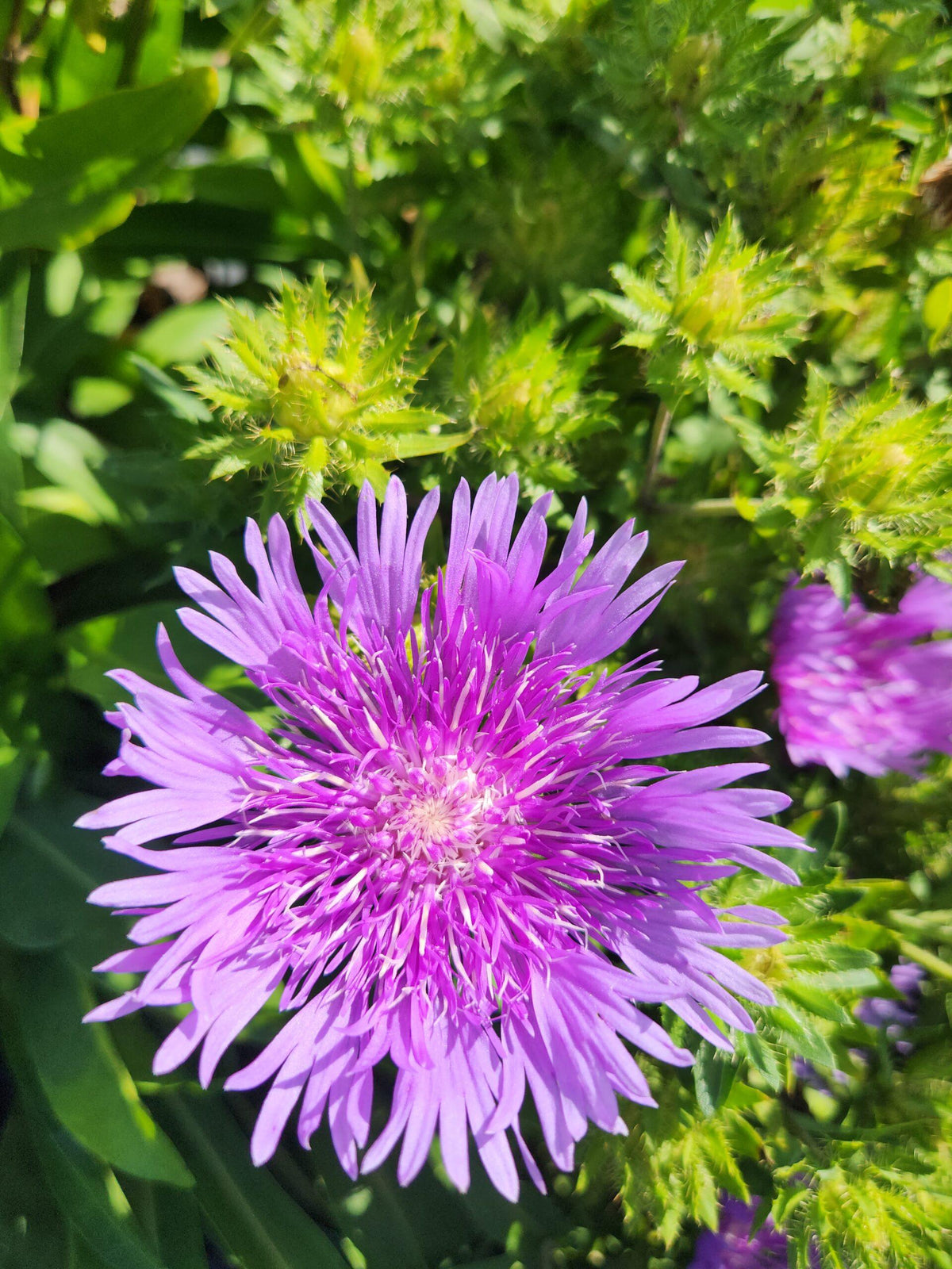 G2067 Stokesia Laevis 'peachie's Pick' - View 30 from www redcrocus com