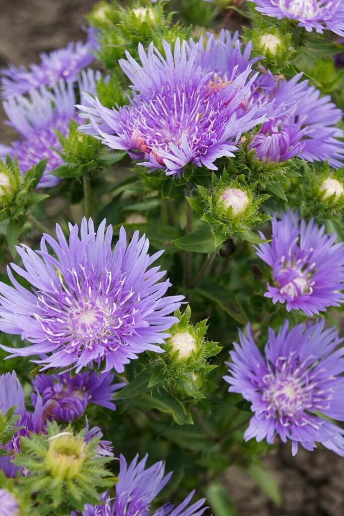 G2067 Stokesia Laevis 'peachie's Pick' - View 4 from www redcrocus com