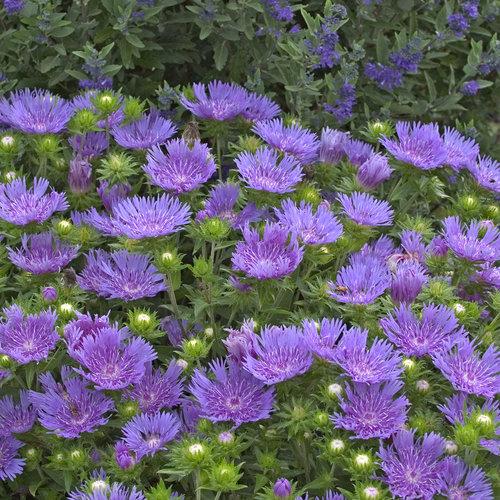 G2067 Stokesia Laevis 'peachie's Pick' - View 5 from www redcrocus com
