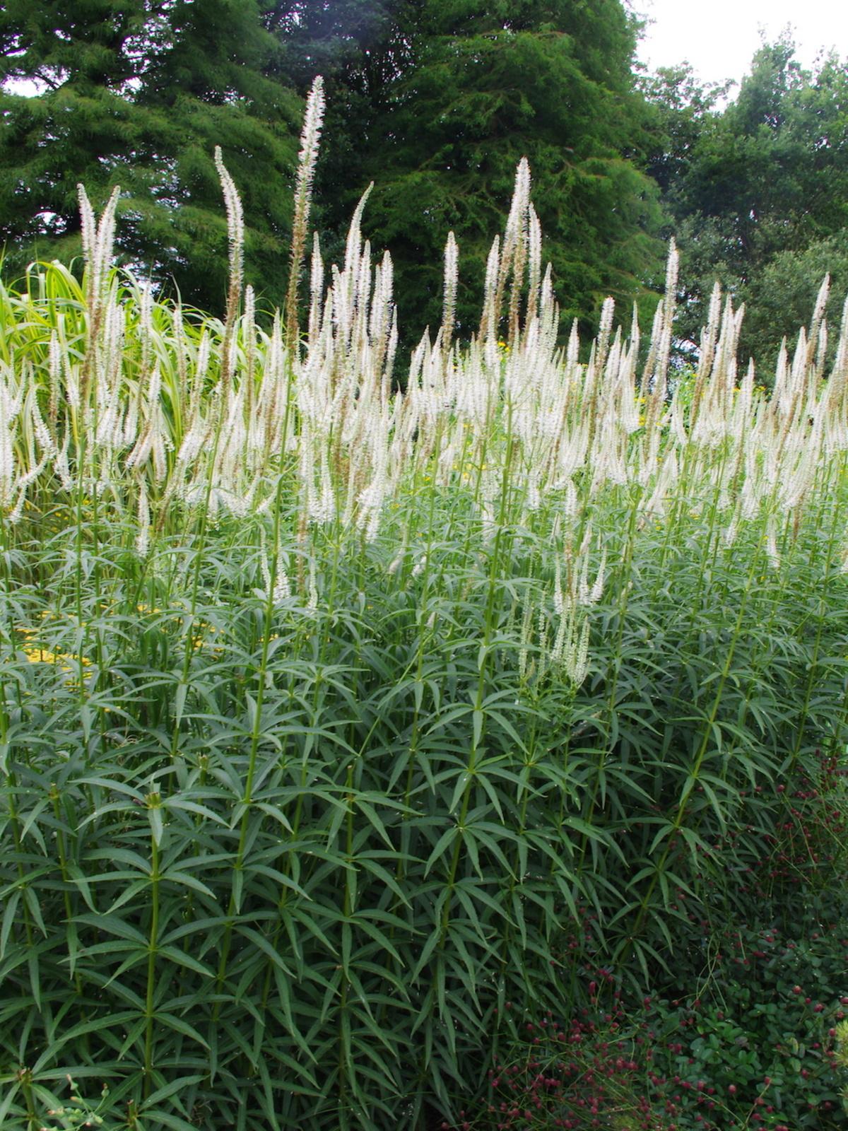 G2099 Veronicastrum Virginicum - View 10 from www redcrocus com