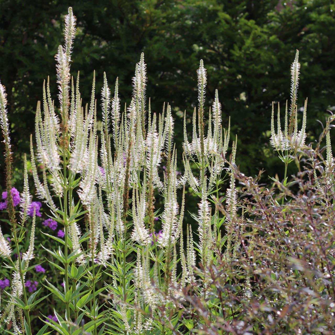 G2099 Veronicastrum Virginicum - View 11 from www redcrocus com