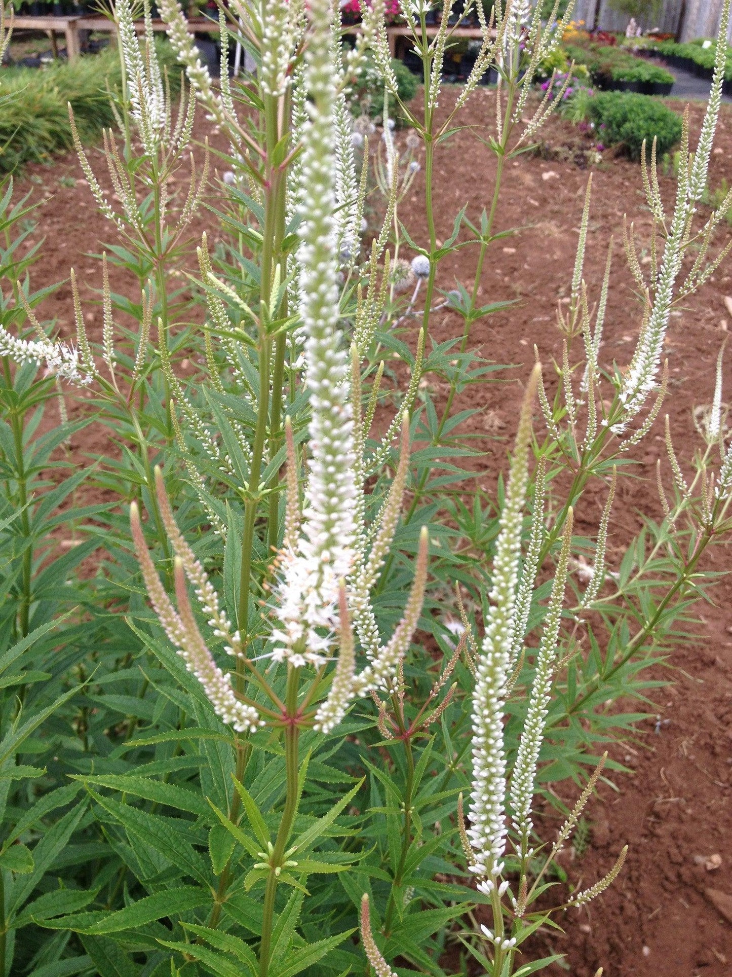 G2099 Veronicastrum Virginicum 12 F1e0d382 1633 4486 80eb C3f8f0b4a4d9 from www redcrocus com