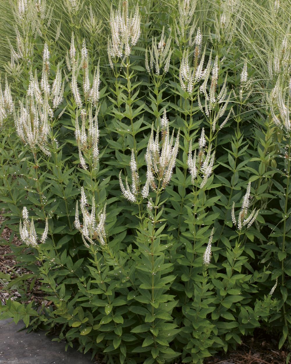 G2099 Veronicastrum Virginicum 13 B0005f9f A417 44d2 B2d2 39fab92e5e15 from www redcrocus com