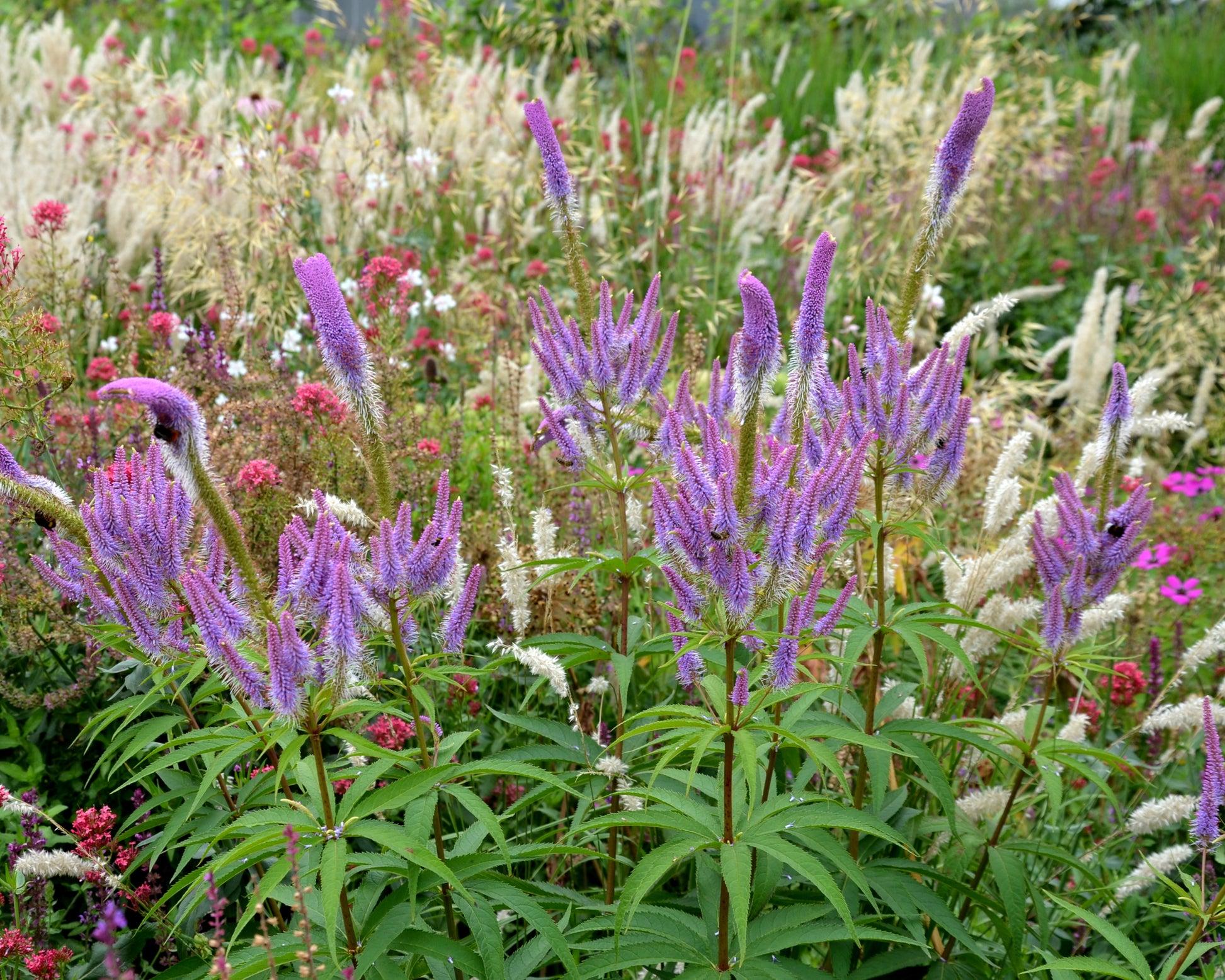 G2099 Veronicastrum Virginicum 14 Ce7822be 51b0 4693 A451 34ed63390529 from www redcrocus com