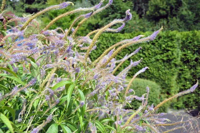 G2099 Veronicastrum Virginicum - View 15 from www redcrocus com