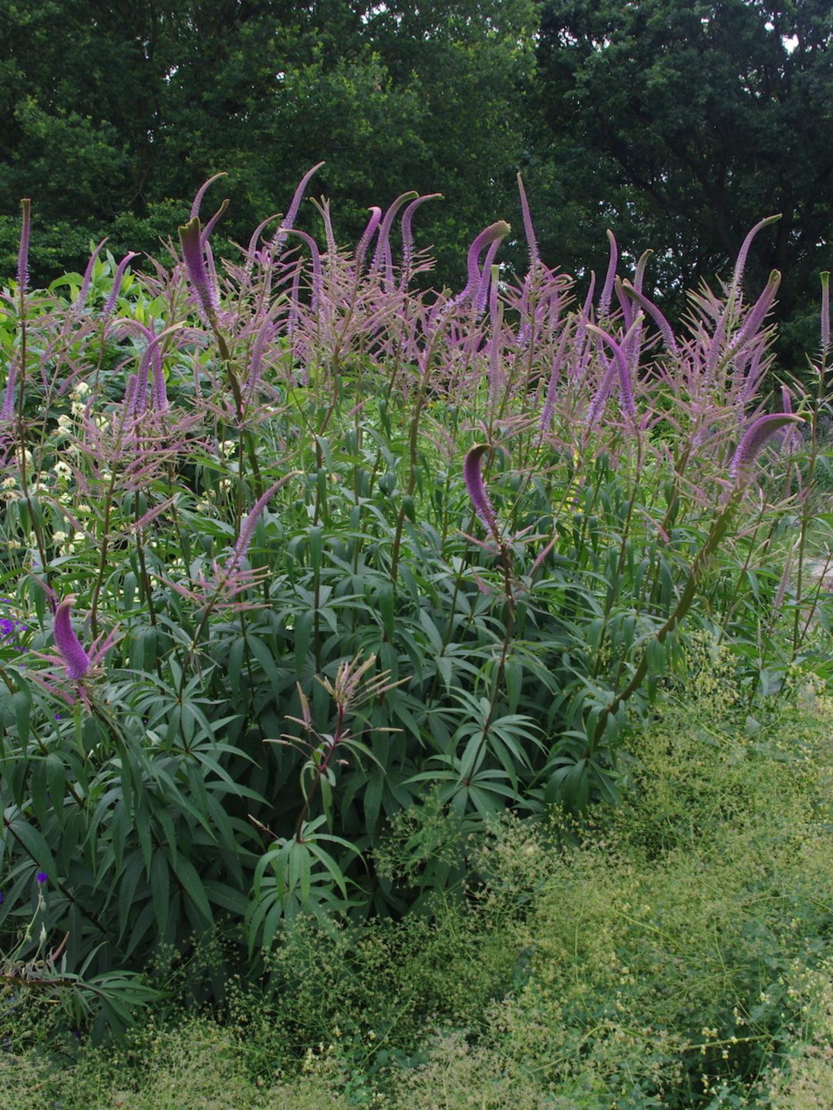 G2099 Veronicastrum Virginicum - View 16 from www redcrocus com
