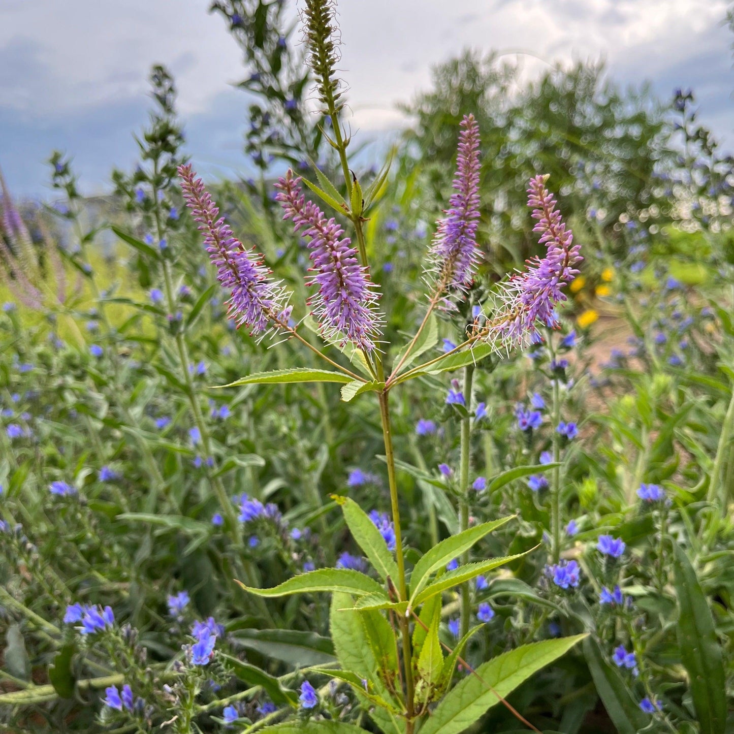 G2099 Veronicastrum Virginicum 17 B8b6b5be Cbe9 44cc A2ea 112d6fd62c5c from www redcrocus com