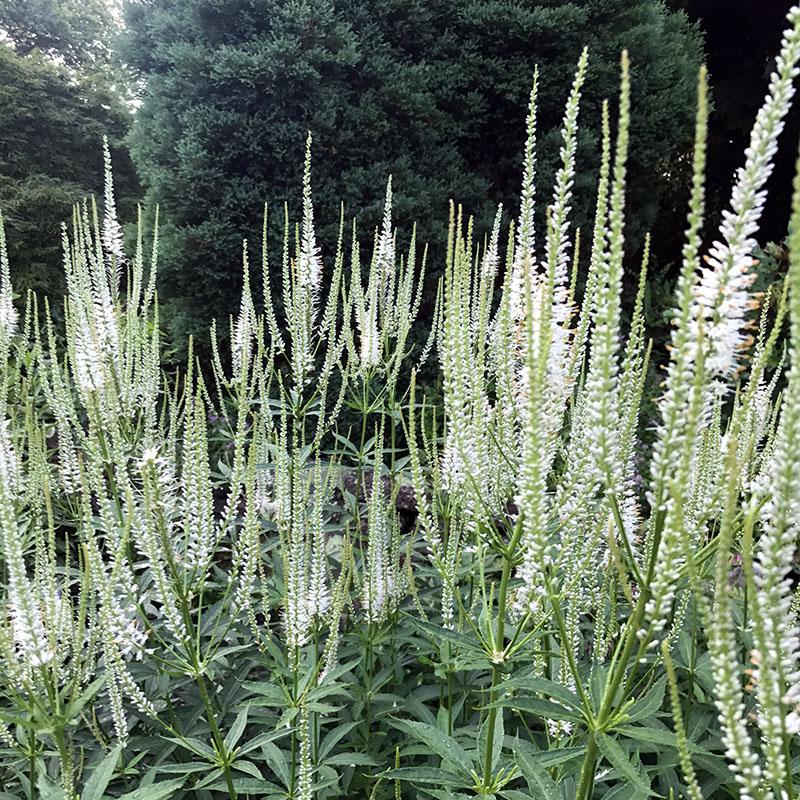 G2099 Veronicastrum Virginicum 19 E735c4ea 23b1 4792 A659 6a7a83cfac78 from www redcrocus com