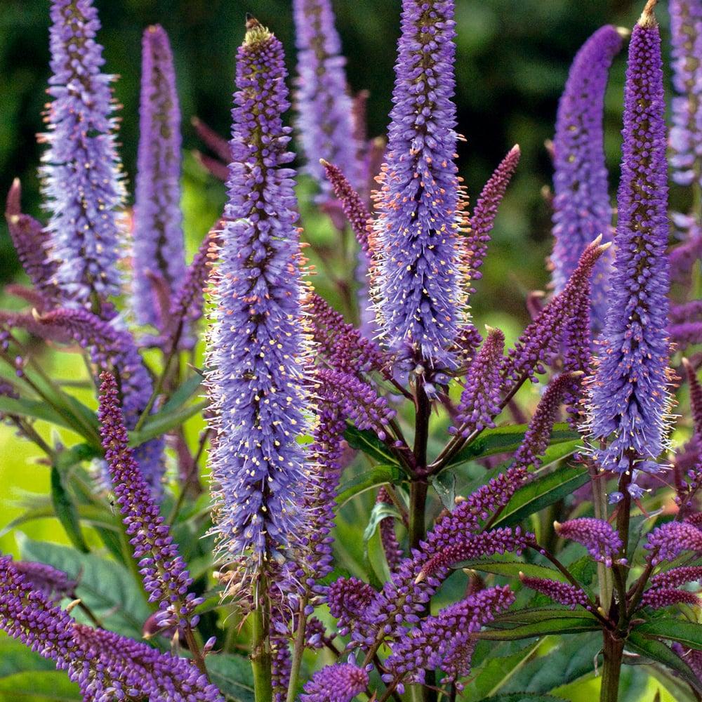 G2099 Veronicastrum Virginicum 1 8e86d41c De6e 407c 9af6 C01dd9bfac9b from www redcrocus com