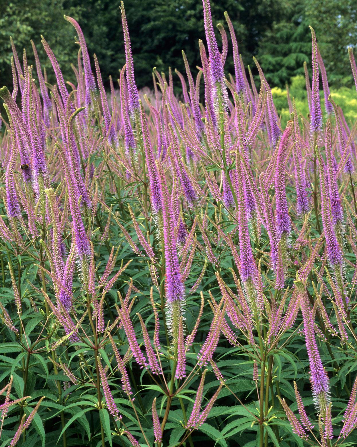 G2099 Veronicastrum Virginicum 2 Ba51ec38 510b 4738 Bc94 Ac980e36105d from www redcrocus com