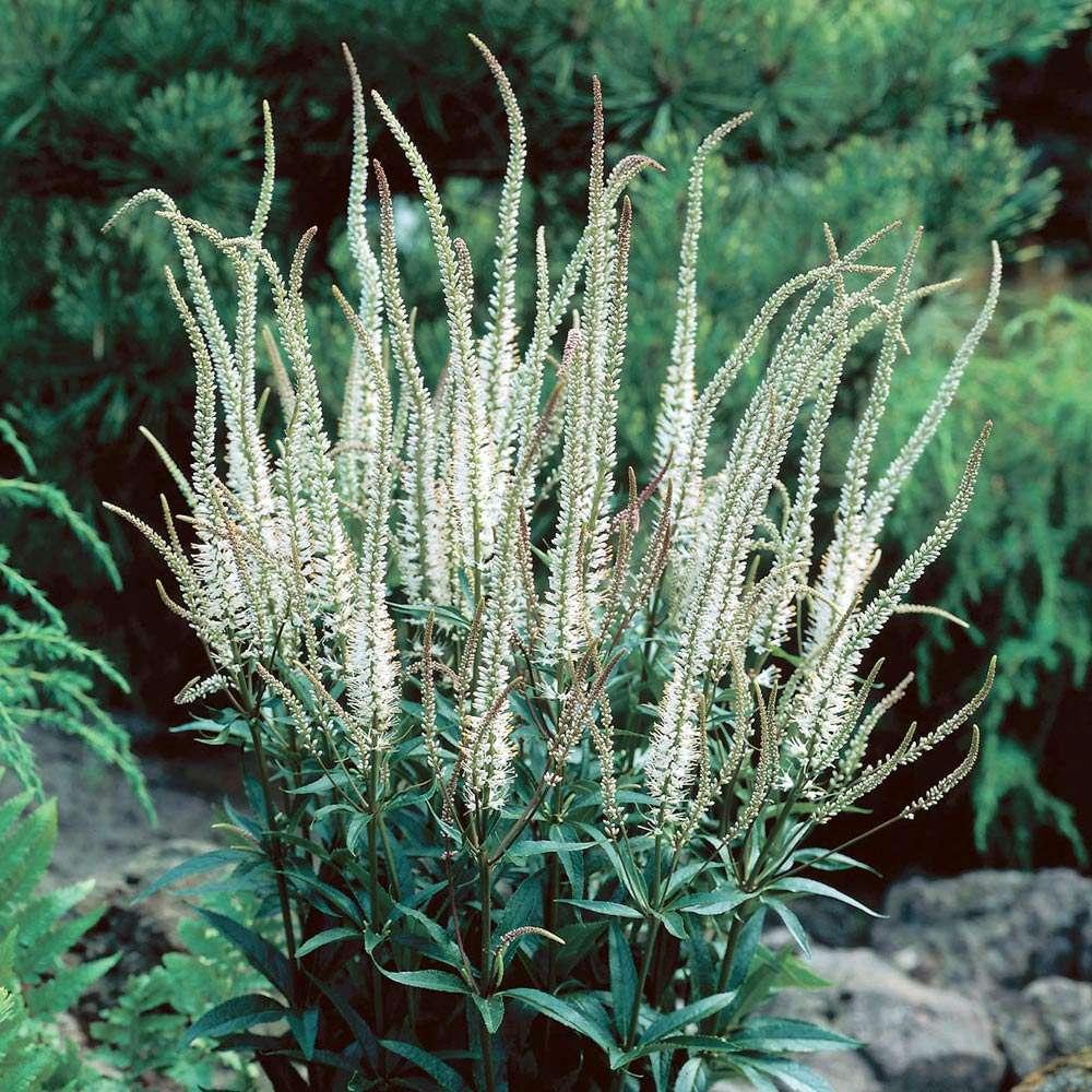 G2099 Veronicastrum Virginicum 3 F2690607 2ce1 4f32 Aa61 60ef56c44bb1 from www redcrocus com