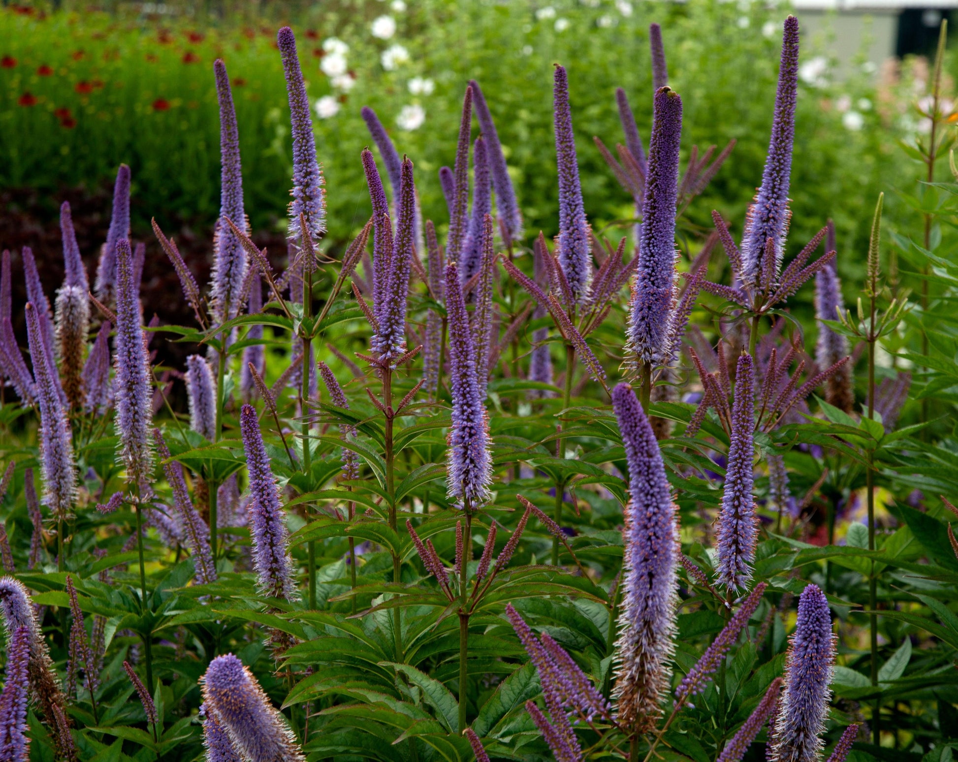 G2099 Veronicastrum Virginicum 4 Aca28727 E1fa 4c12 A861 A604bab363f1 from www redcrocus com