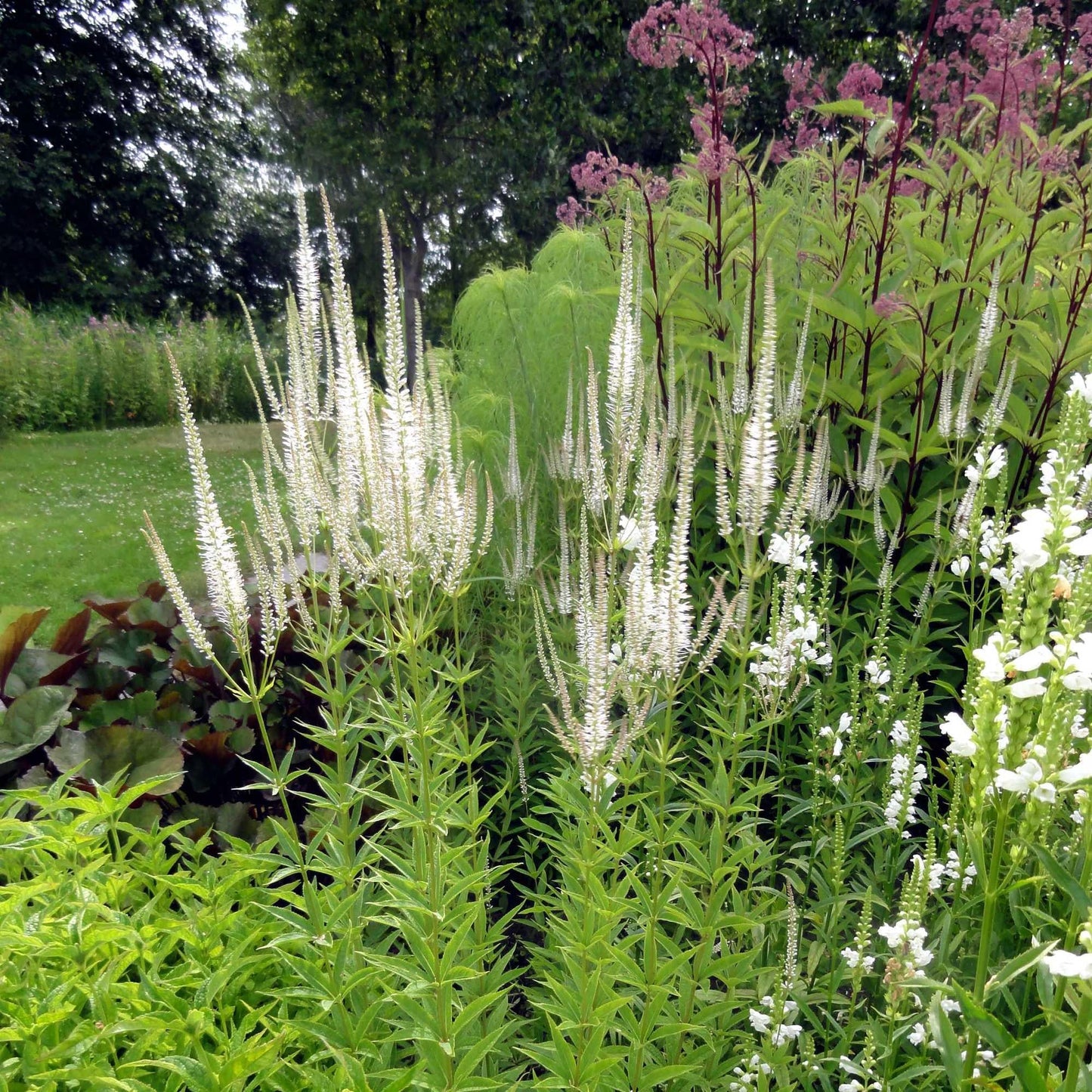 G2099 Veronicastrum Virginicum 5 9076b7ba Fa4b 4fb3 937e Ff8df4ece18c from www redcrocus com