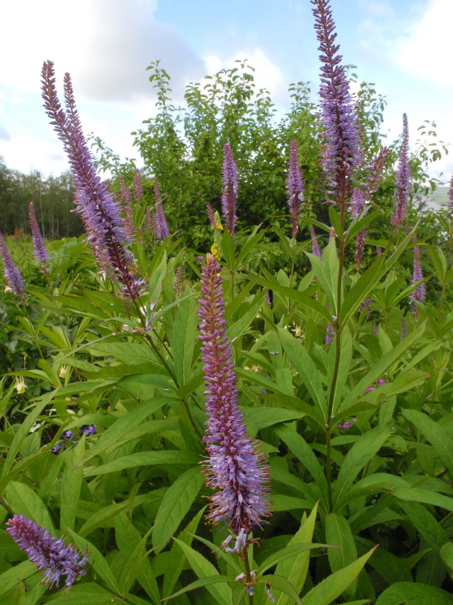 G2099 Veronicastrum Virginicum - View 7 from www redcrocus com