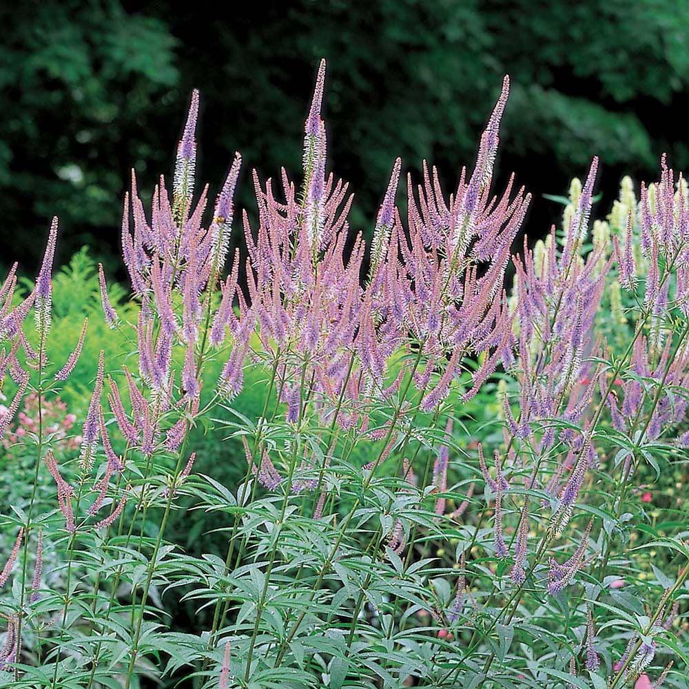 G2099 Veronicastrum Virginicum 8 B93eb2cb 71d6 4af3 8d48 Defd3f97b431 from www redcrocus com
