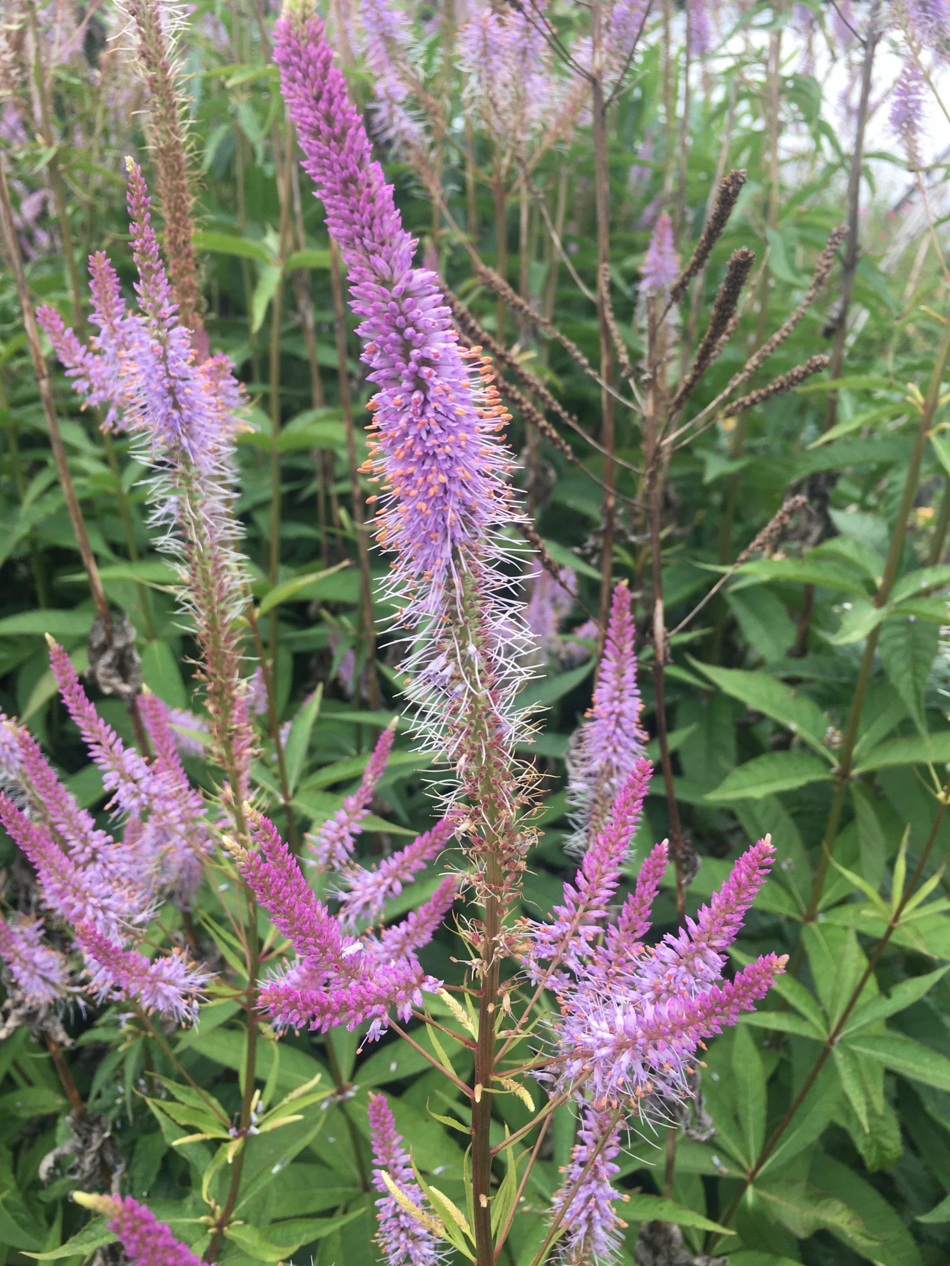 G2099 Veronicastrum Virginicum - View 9 from www redcrocus com