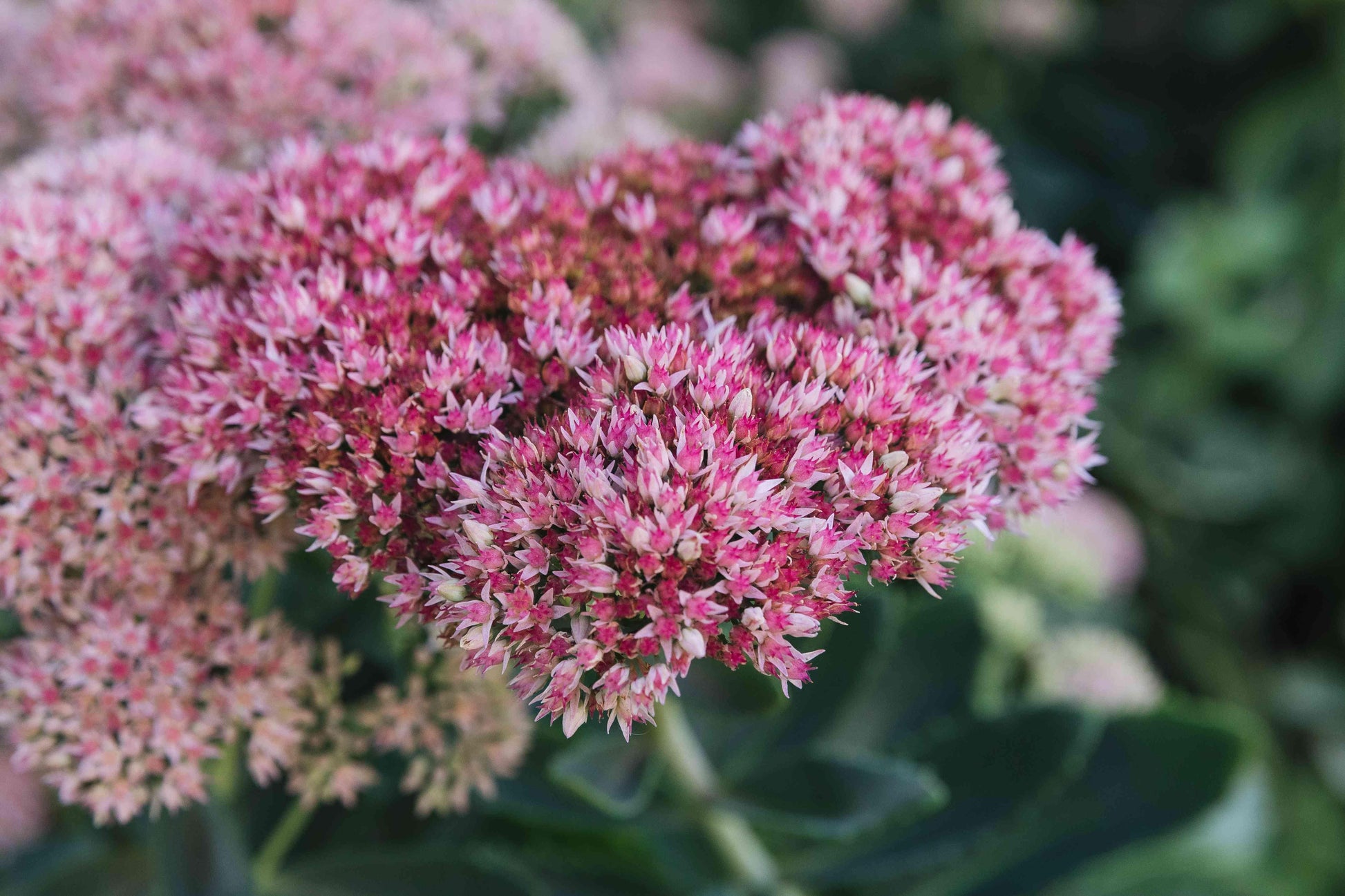 G209 Sedum Spectabile Autumn Joy - View 17 from www redcrocus com