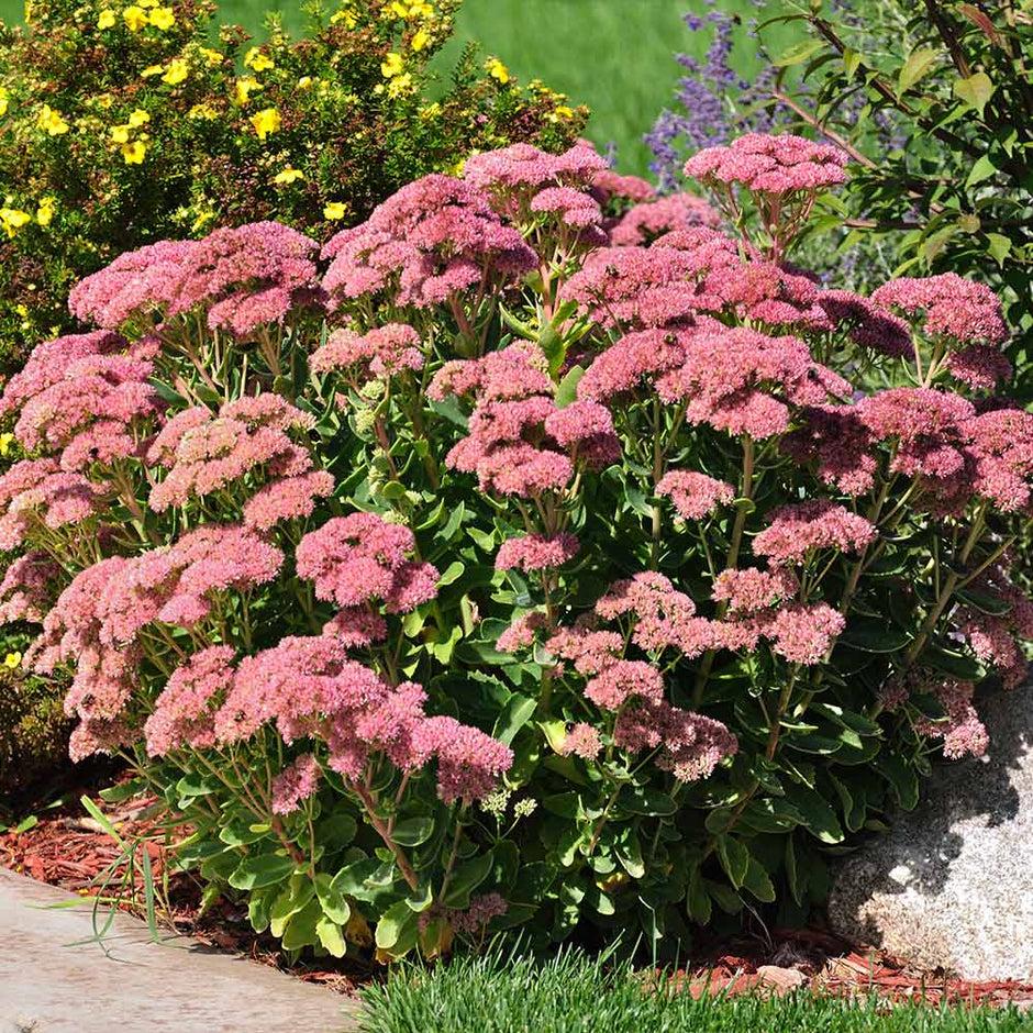G209 Sedum Spectabile Autumn Joy 4 44d5d79f 079a 4589 8816 26011af5b4fa from www redcrocus com