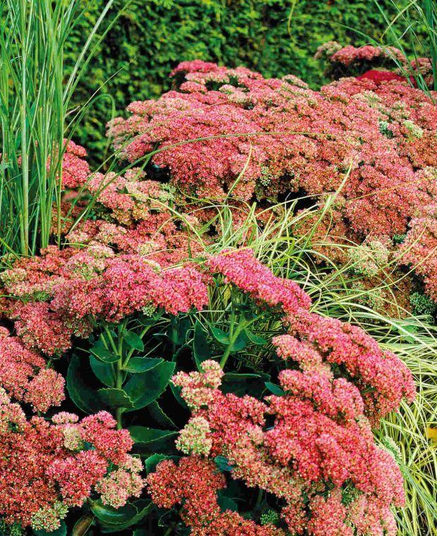 G209 Sedum Spectabile Autumn Joy - View 9 from www redcrocus com