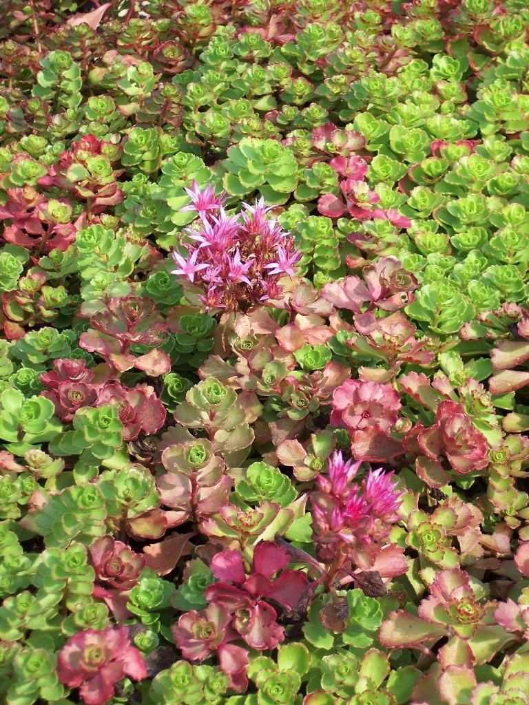 G210 Sedum Spurium Dragon S Blood 11 B004d6f5 Ef03 412b Bfc5 89e6f4e36306 from www redcrocus com