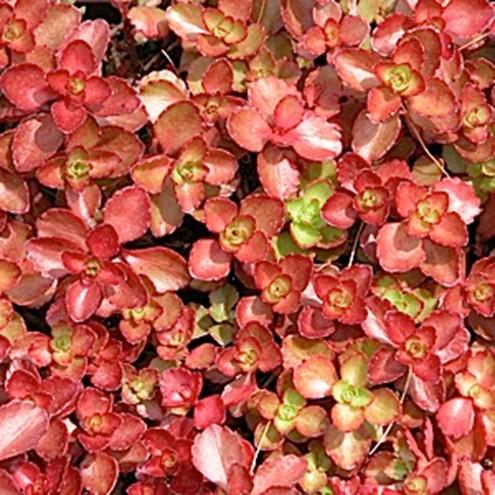 G210 Sedum Spurium Dragon S Blood 15 2de57408 E102 4c22 Bc2a 7e1adb3064a2 from www redcrocus com