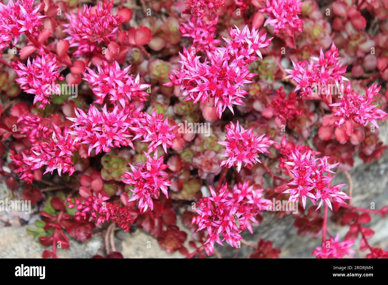 G210 Sedum Spurium Dragon S Blood 18 26cad0d7 B168 4d0e 810c A581d993b474 from www redcrocus com
