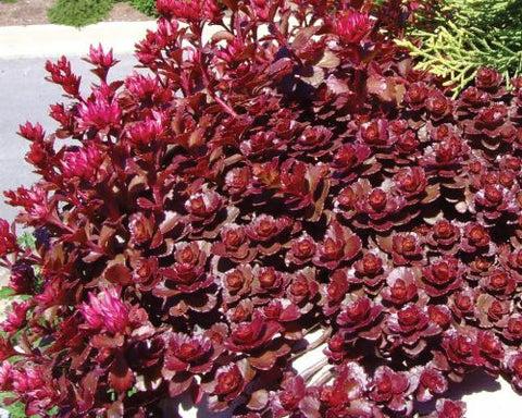 G210 Sedum Spurium Dragon S Blood 19 C2894574 C552 4e64 Bedc 3c703d473c9e from www redcrocus com