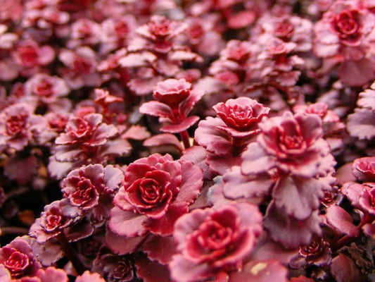 G210 Sedum Spurium Dragon S Blood 1 E692009f 0a58 4b14 A0d2 D2256af77d9f from www redcrocus com