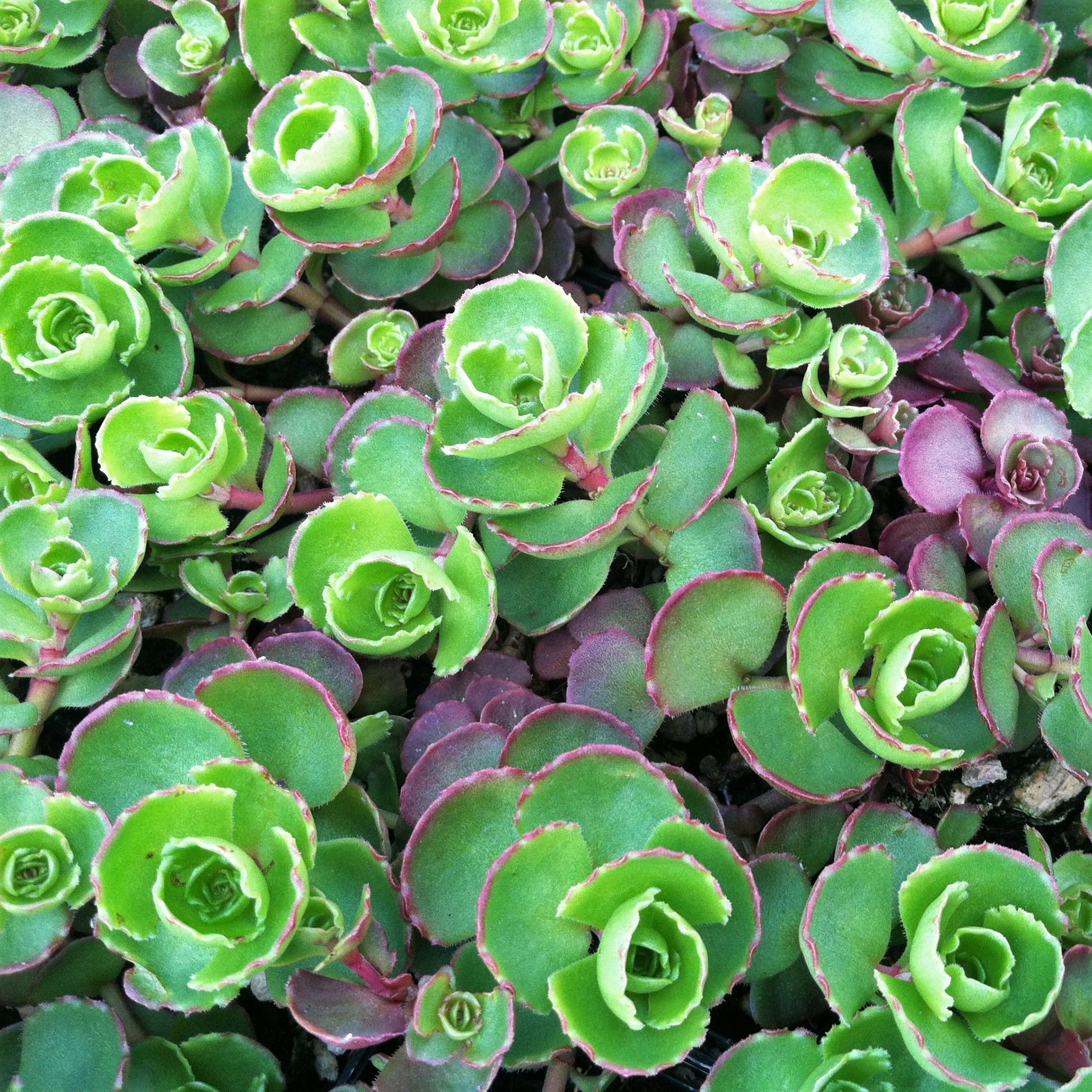 G210 Sedum Spurium Dragon S Blood 4 7a6fd97b 39e8 4c13 B52c A6a016587788 from www redcrocus com