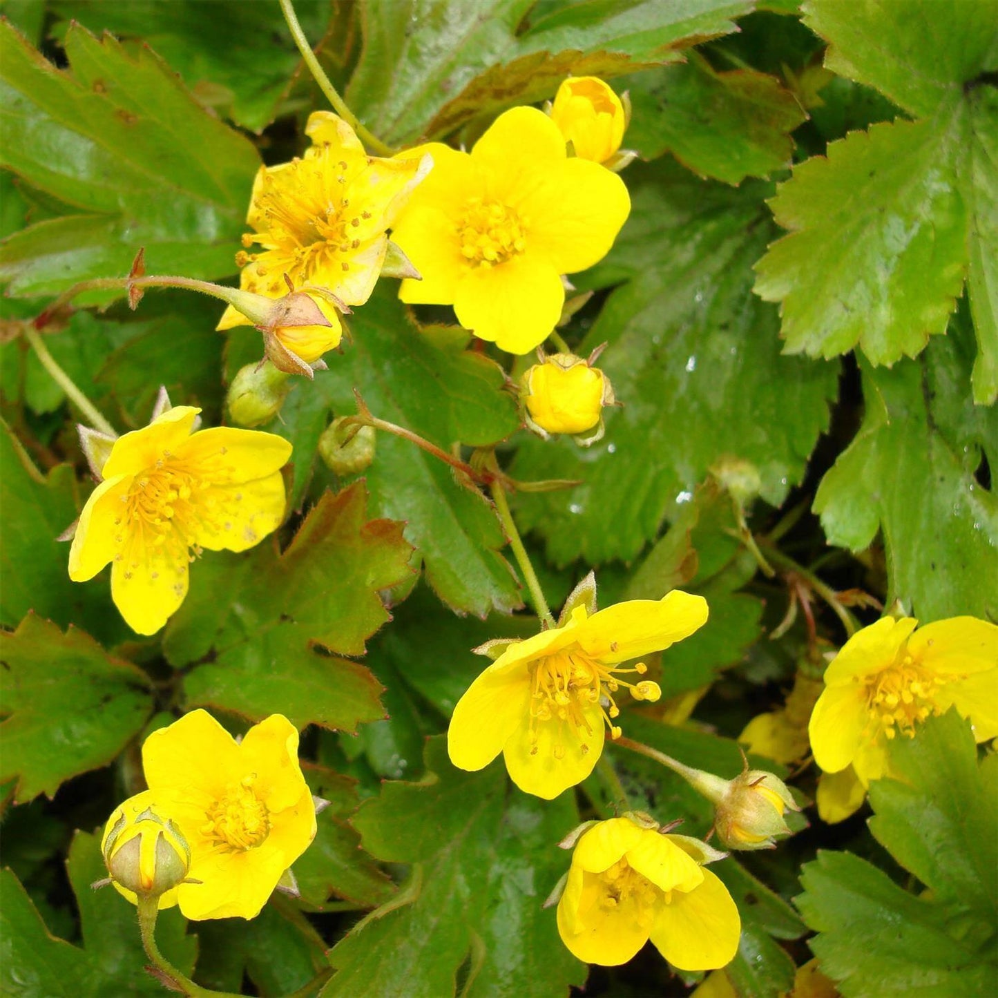 G2117 Waldsteinia Ternata - View 17 from www redcrocus com